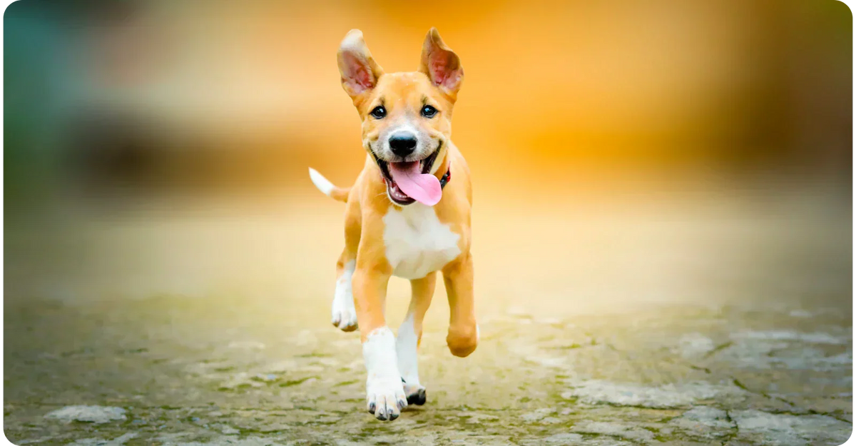 Red Light Therapy For Dogs