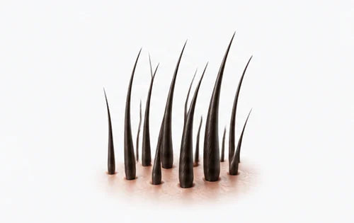 Illustration of hair strands growing from the scalp